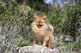 SPITZ ALLEMAND 106